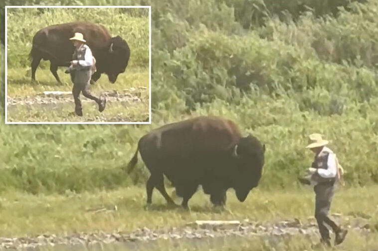 oblivious-yellowstone-fisherman-has-close-call-with-behemoth-bison-before-wife-comes-to-the-rescue