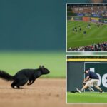 squirrel-invades-tigers-orioles-game-—-and-grounds-crew-is-powerless-to-stop-it