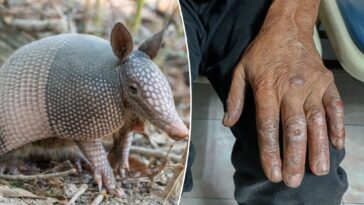 a-biblical-disease-is-back-with-a-vengeance-in-florida-—-experts-warn-which-animal-is-to-blame