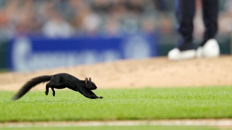 a-squirrel-invades-mlb-game,-jumps-into-outfielders-glove-and-causes-chaos-in-hilarious-scene