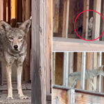 pack-of-coyotes-takes-over-abandoned-west-hollywood-complex,-locals-plead-for-help-as-apex-predators-roam-streets