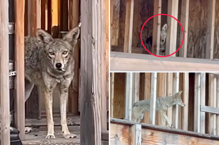 pack-of-coyotes-takes-over-abandoned-west-hollywood-complex,-locals-plead-for-help-as-apex-predators-roam-streets