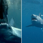monster-13-ft-beast-found-off-california-coast-in-shark-week’s-hunt-for-the-world’s-biggest