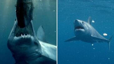 monster-13-ft-beast-found-off-california-coast-in-shark-week’s-hunt-for-the-world’s-biggest