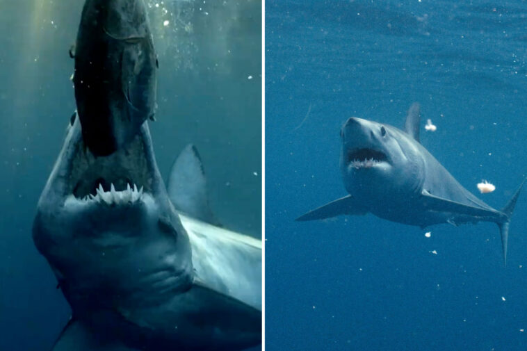 monster-13-ft-beast-found-off-california-coast-in-shark-week’s-hunt-for-the-world’s-biggest