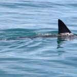 shark-week-puts-shark-bite-survival-in-focus-with-er-doc’s-expert-tips