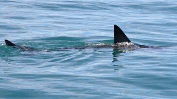 shark-week-puts-shark-bite-survival-in-focus-with-er-doc’s-expert-tips