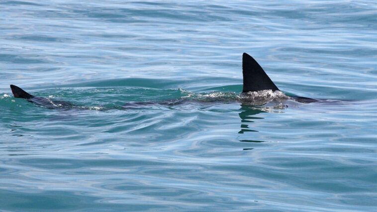 shark-week-puts-shark-bite-survival-in-focus-with-er-doc’s-expert-tips