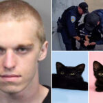 evil-kitten-torture-suspect-arrested-on-new-animal-cruelty-charges-as-disturbing-‘adoption’-details-emerge