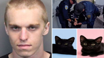 evil-kitten-torture-suspect-arrested-on-new-animal-cruelty-charges-as-disturbing-‘adoption’-details-emerge