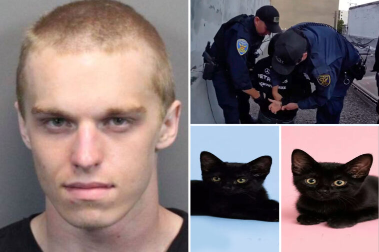 evil-kitten-torture-suspect-arrested-on-new-animal-cruelty-charges-as-disturbing-‘adoption’-details-emerge