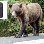 elderly-woman-unleashes-drive-by-bear-spray-attack-in-trader’s-joe’s-parking-lot