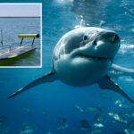 california-beach-deploys-ingenious-new-way-to-find-sharks-lurking-in-the-shallows-near-swimmers