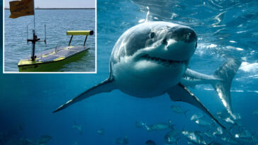 california-beach-deploys-ingenious-new-way-to-find-sharks-lurking-in-the-shallows-near-swimmers