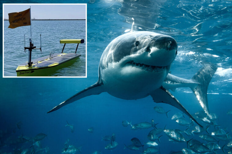 california-beach-deploys-ingenious-new-way-to-find-sharks-lurking-in-the-shallows-near-swimmers