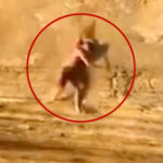 excruciating-moment-teen-plummets-off-sunset-cliffs-—-as-dramatic-rescue-caught-on-camera