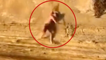 excruciating-moment-teen-plummets-off-sunset-cliffs-—-as-dramatic-rescue-caught-on-camera