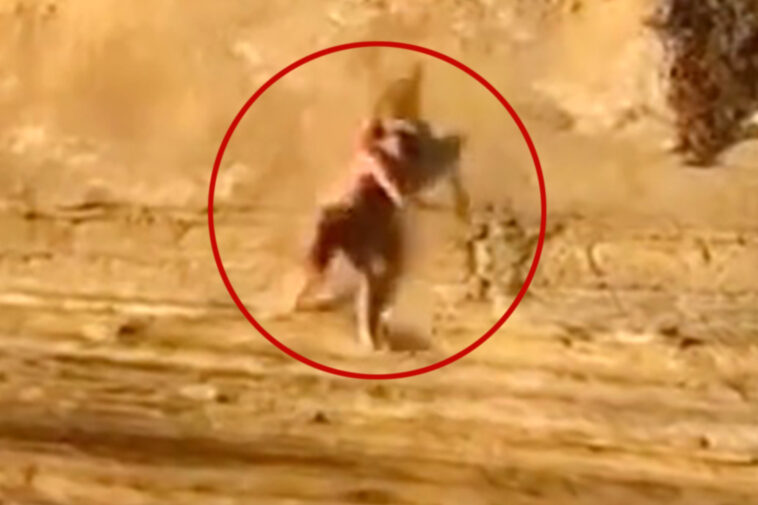 excruciating-moment-teen-plummets-off-sunset-cliffs-—-as-dramatic-rescue-caught-on-camera
