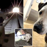 terrified-pup-survives-2-days-in-pitch-black-california-tunnel-before-dramatic-rescue