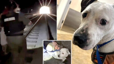 terrified-pup-survives-2-days-in-pitch-black-california-tunnel-before-dramatic-rescue