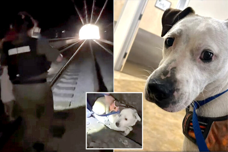 terrified-pup-survives-2-days-in-pitch-black-california-tunnel-before-dramatic-rescue