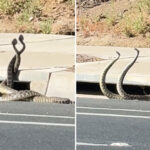 giant-rattlesnakes-lock-in-wild-dance-on-california-street-as-bite-cases-climb