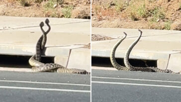 giant-rattlesnakes-lock-in-wild-dance-on-california-street-as-bite-cases-climb