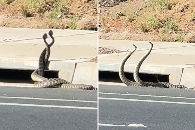 giant-rattlesnakes-lock-in-wild-dance-on-california-street-as-bite-cases-climb