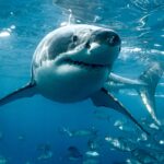 shark-week-fans-may-want-to-think-twice-before-eating-this-ocean-predator,-experts-warn