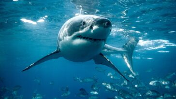 shark-week-fans-may-want-to-think-twice-before-eating-this-ocean-predator,-experts-warn