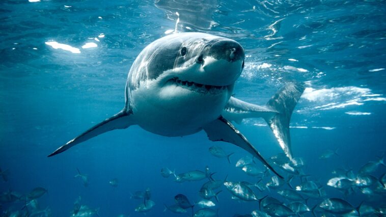 shark-week-fans-may-want-to-think-twice-before-eating-this-ocean-predator,-experts-warn