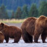 washington’s-grizzly-bear-power-grab-is-finally-coming-to-a-long-overdue-end