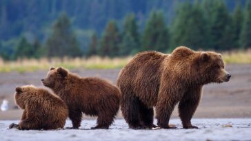 washington’s-grizzly-bear-power-grab-is-finally-coming-to-a-long-overdue-end