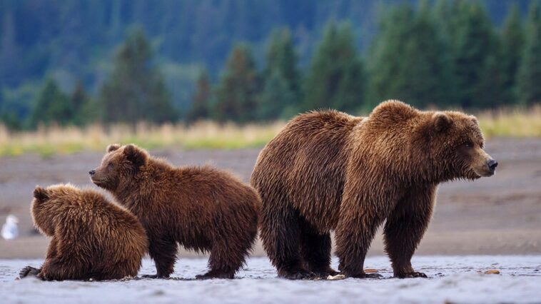 washington’s-grizzly-bear-power-grab-is-finally-coming-to-a-long-overdue-end