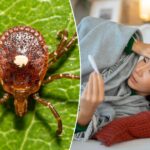 first-case-of-untreatable,-potentially-fatal-bourbon-virus-confirmed-in-new-york
