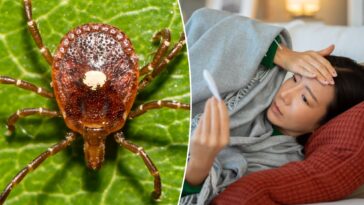 first-case-of-untreatable,-potentially-fatal-bourbon-virus-confirmed-in-new-york
