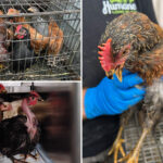 70-sad-looking-chickens-plucked-out-of-‘torturous-conditions’-in-long-island-house