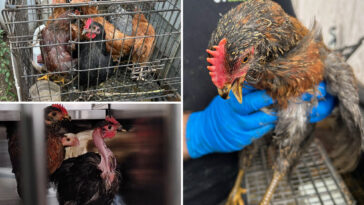 70-sad-looking-chickens-plucked-out-of-‘torturous-conditions’-in-long-island-house