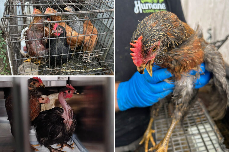 70-sad-looking-chickens-plucked-out-of-‘torturous-conditions’-in-long-island-house