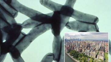 seventh-person-dies-in-nyc-legionnaires’-disease-outbreak