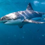 shark-week-warnings-as-experts-reveal-6-ways-to-reduce-your-risk-of-a-shark-bite