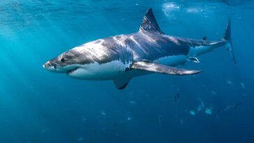 shark-week-warnings-as-experts-reveal-6-ways-to-reduce-your-risk-of-a-shark-bite