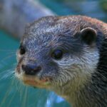 search-and-rescue-otter-does-deep-dives-to-solve-cases,-recover-evidence