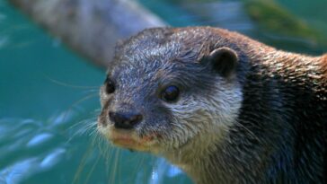 search-and-rescue-otter-does-deep-dives-to-solve-cases,-recover-evidence