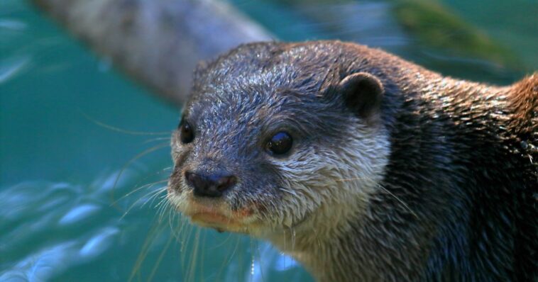 search-and-rescue-otter-does-deep-dives-to-solve-cases,-recover-evidence