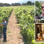 california-wineries-forced-to-torch-vineyards-in-latest-drastic-move-for-crippled-industry