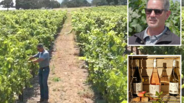 california-wineries-forced-to-torch-vineyards-in-latest-drastic-move-for-crippled-industry