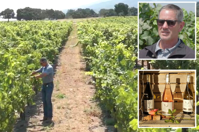 california-wineries-forced-to-torch-vineyards-in-latest-drastic-move-for-crippled-industry