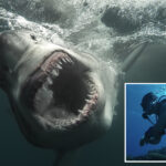 12-foot-‘sharkzilla’-lurking-in-ny-waters-—-and-her-massive-bite-marks-have-triggered-wild-mutant-theories