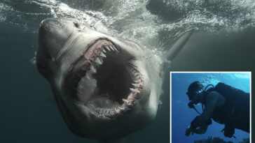 12-foot-‘sharkzilla’-lurking-in-ny-waters-—-and-her-massive-bite-marks-have-triggered-wild-mutant-theories